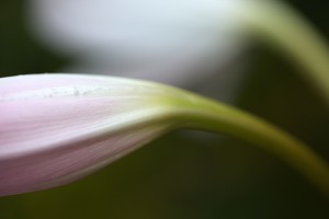 Lily Buds